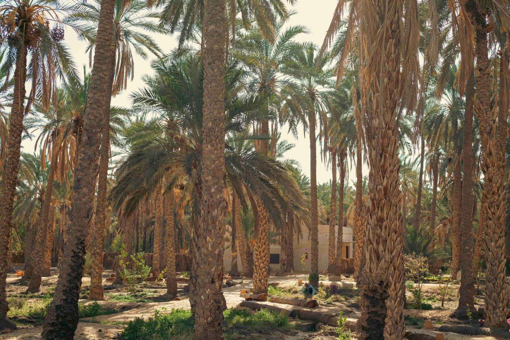 טוזר Villa Taouzert מראה חיצוני תמונה